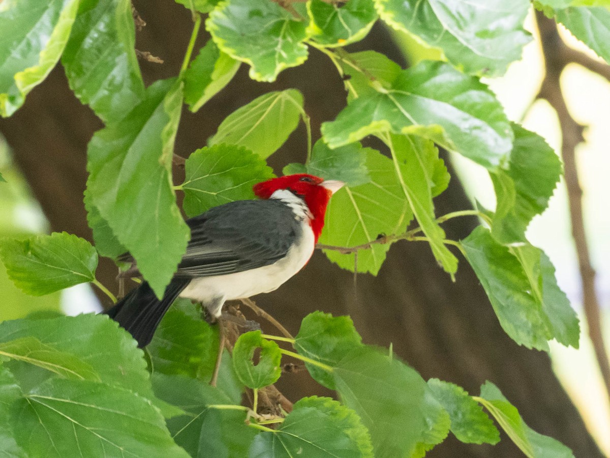 Red-crested Cardinal - ML646195929