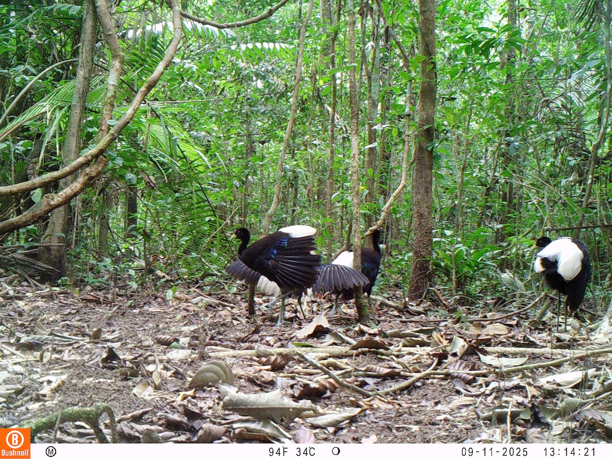 Pale-winged Trumpeter - ML646195937