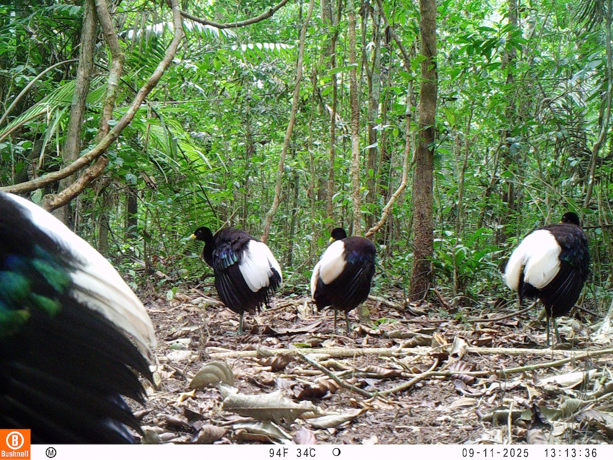 Pale-winged Trumpeter - ML646195938