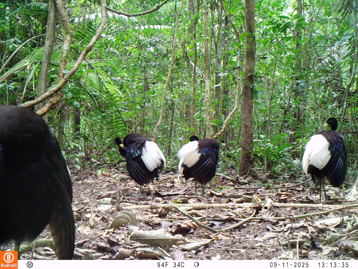 Pale-winged Trumpeter - ML646195939