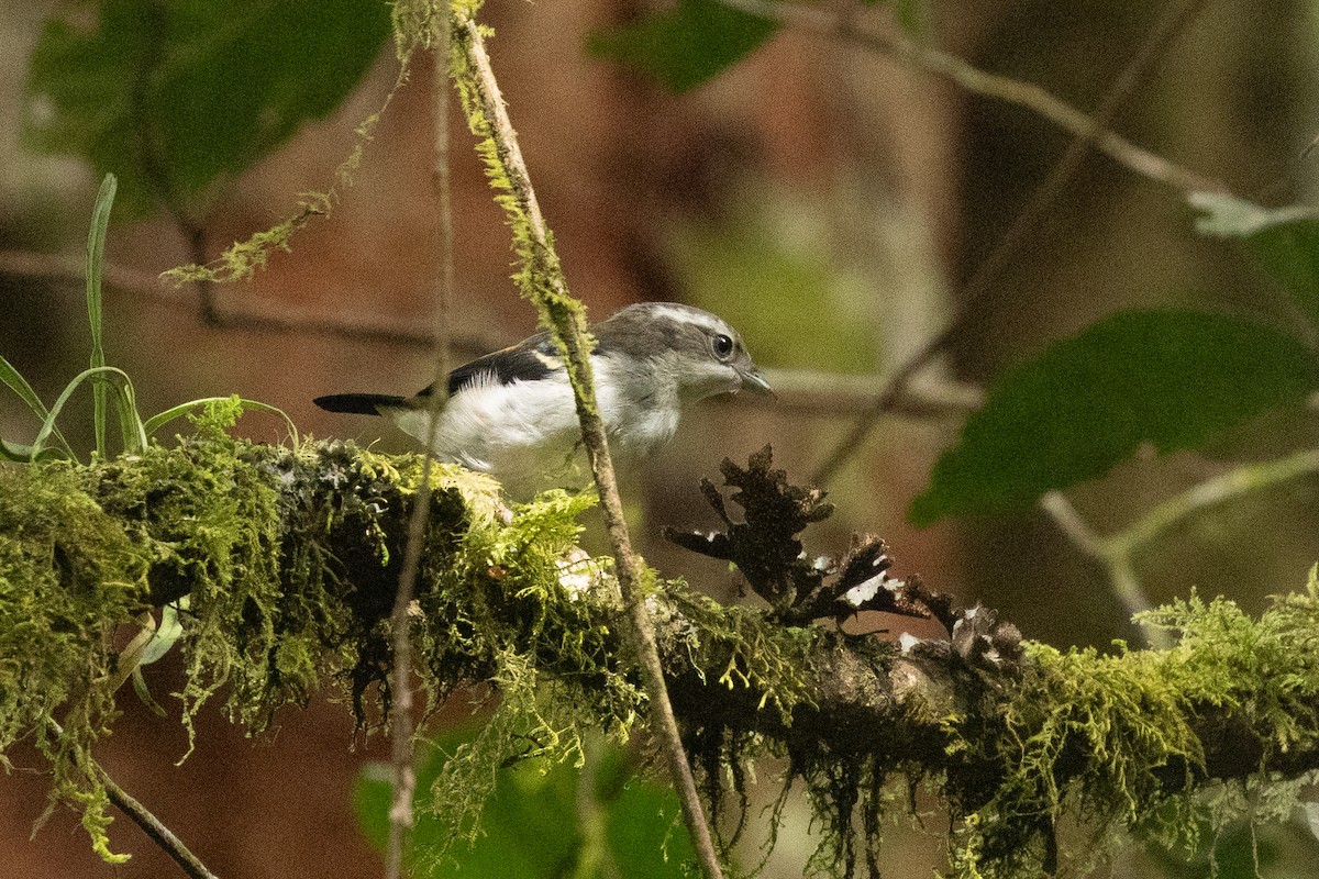 White-browed Shrike-Babbler (Blyth's) - ML646195941