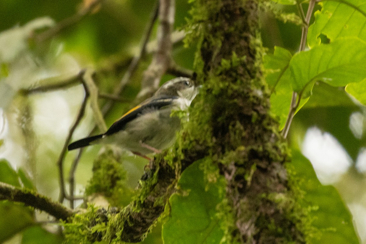 White-browed Shrike-Babbler (Blyth's) - ML646195942