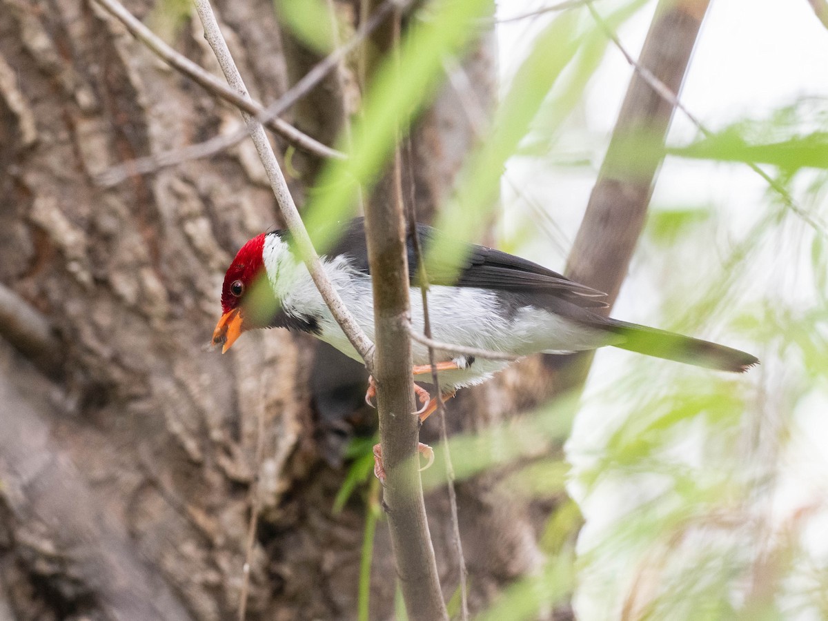 Yellow-billed Cardinal - ML646195943