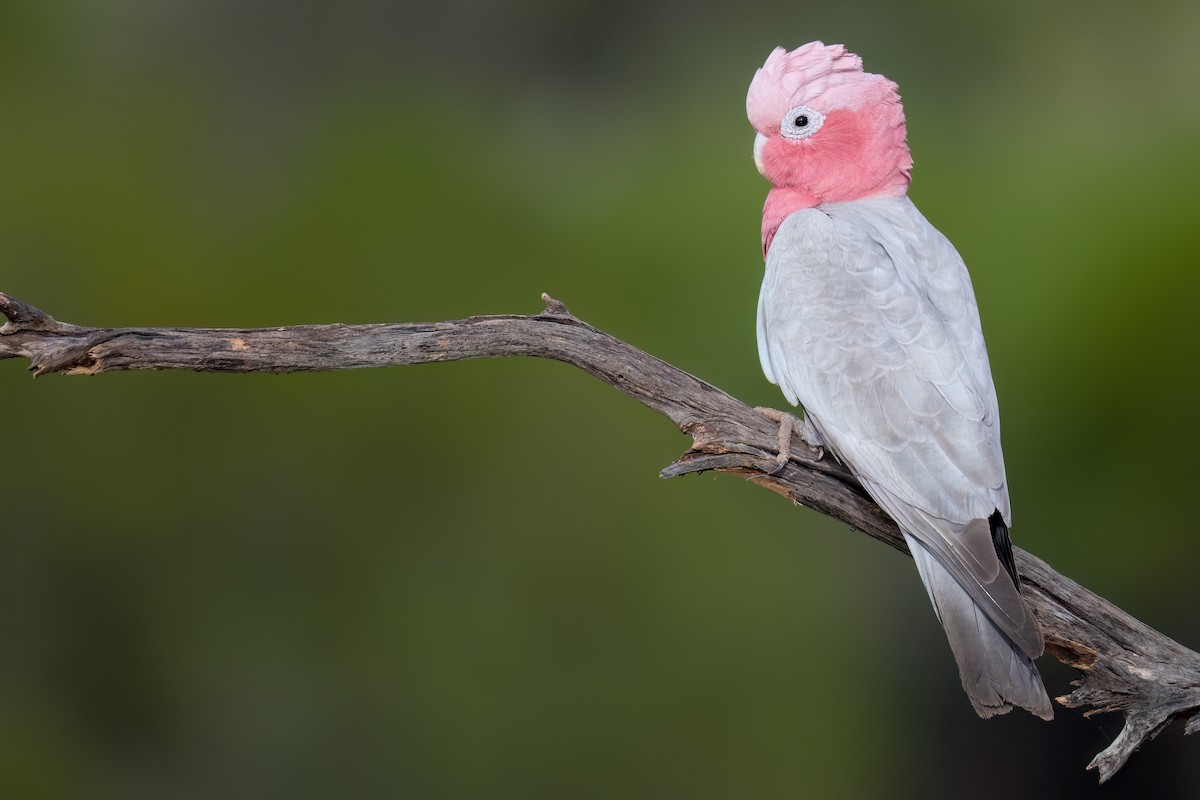 Galah - ML646195952