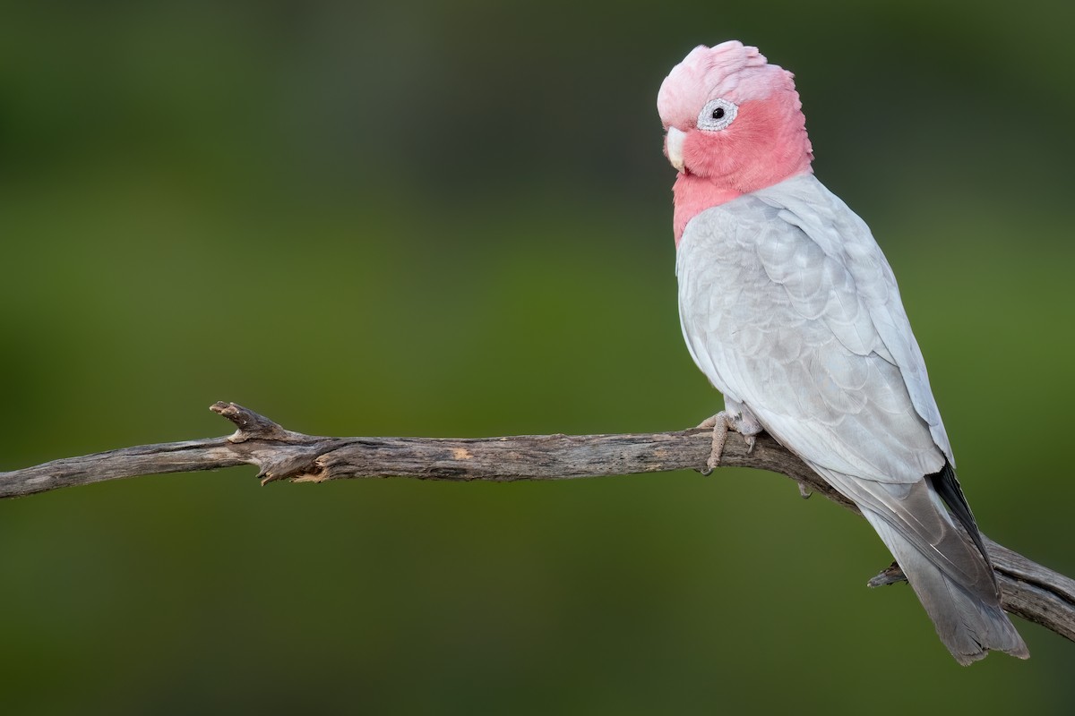 Galah - ML646195953