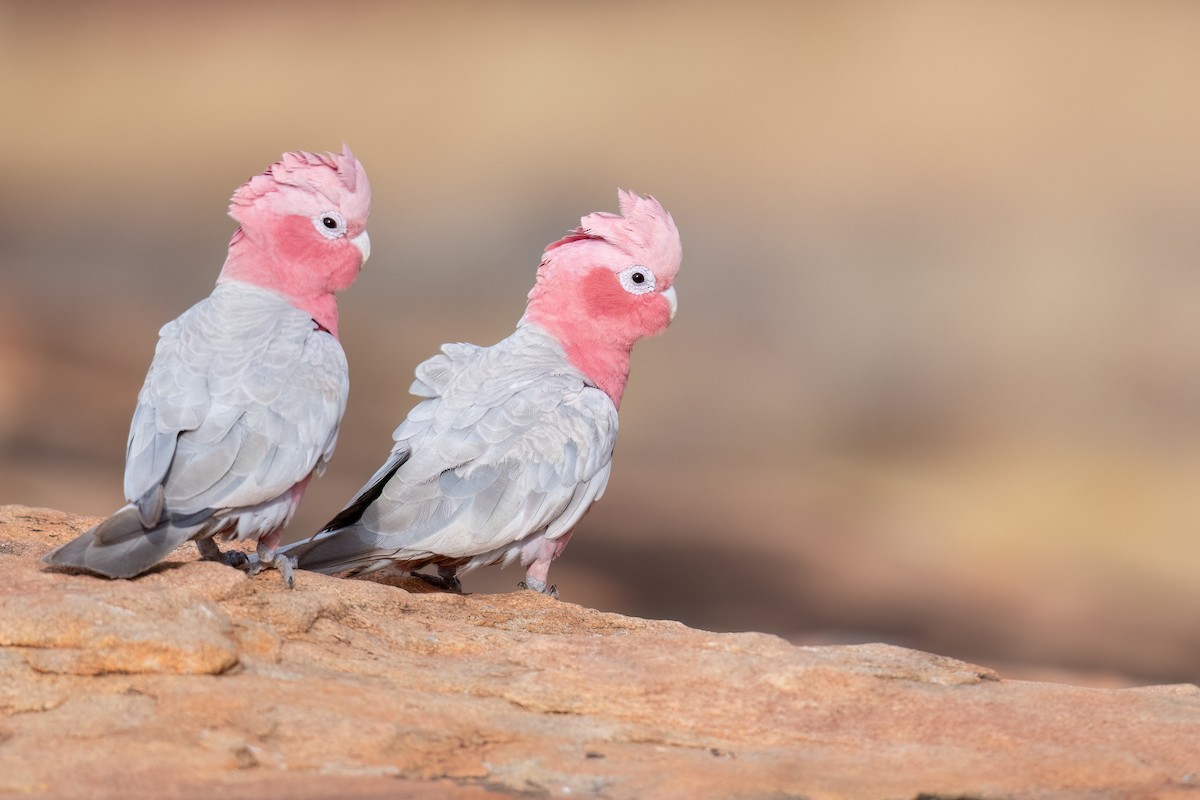 Galah - ML646195954