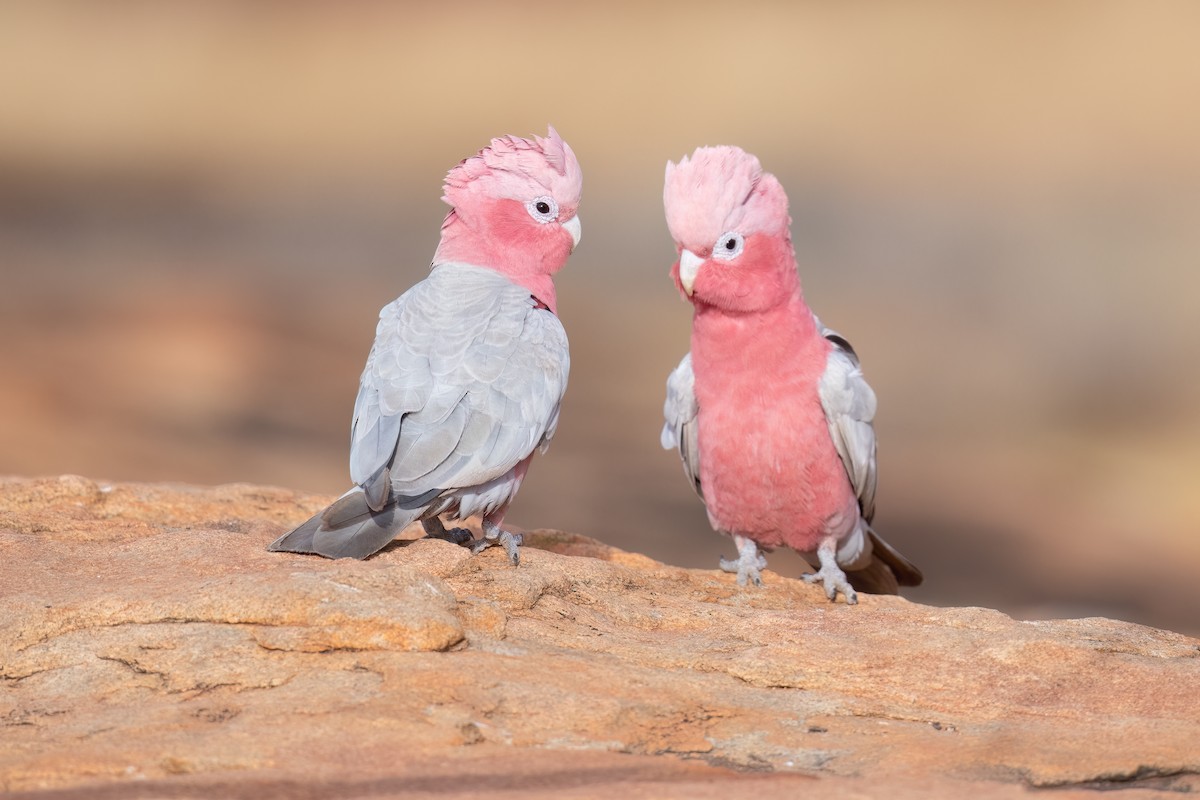 Galah - ML646195955
