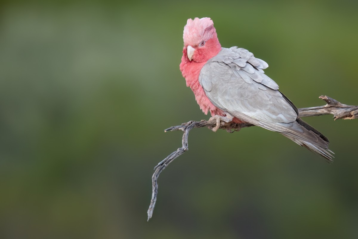 Galah - ML646195956