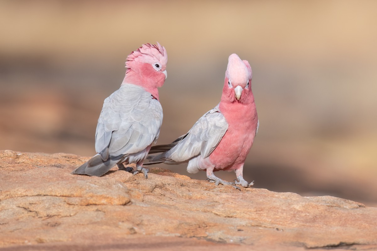 Galah - ML646195957