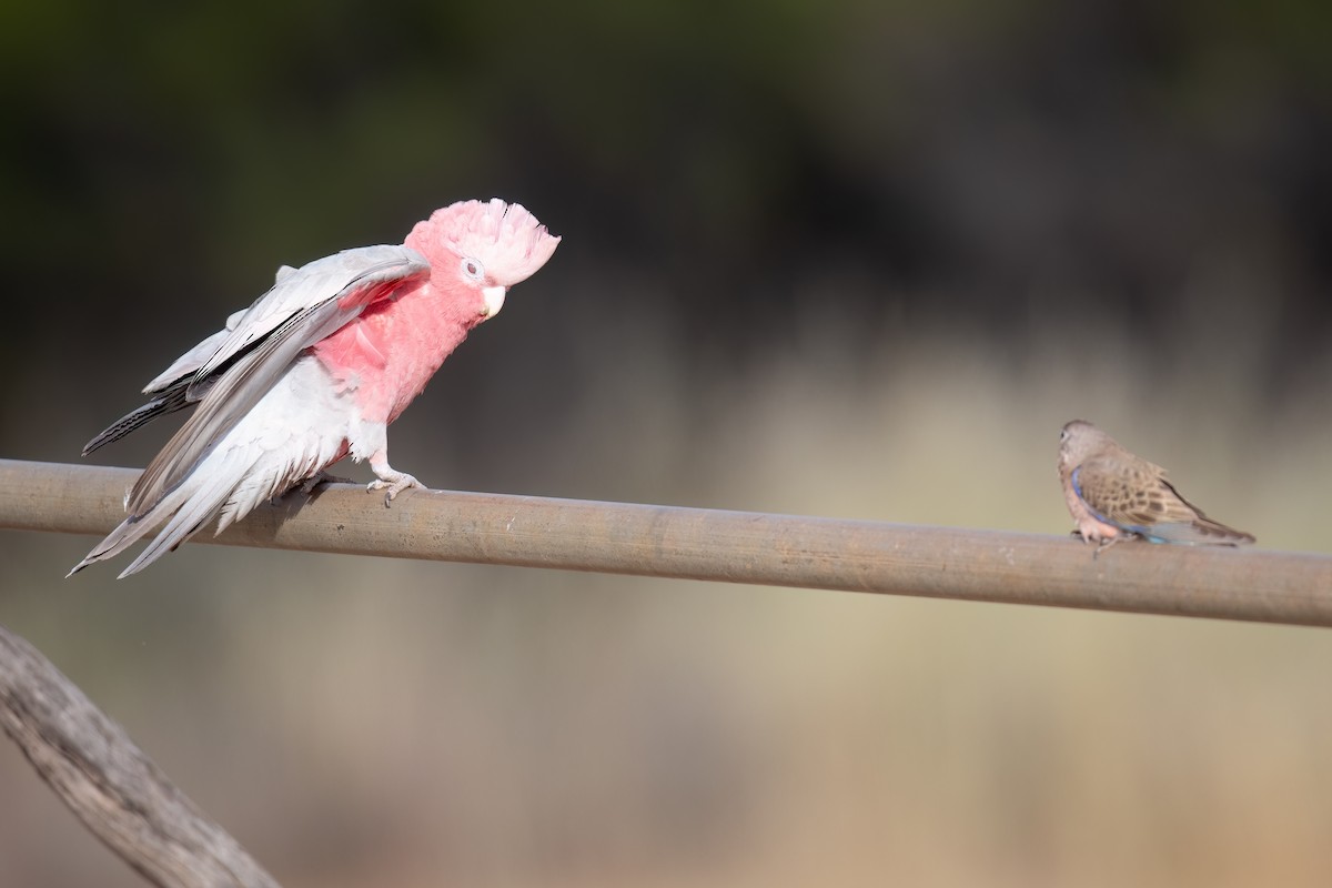 Galah - ML646195958