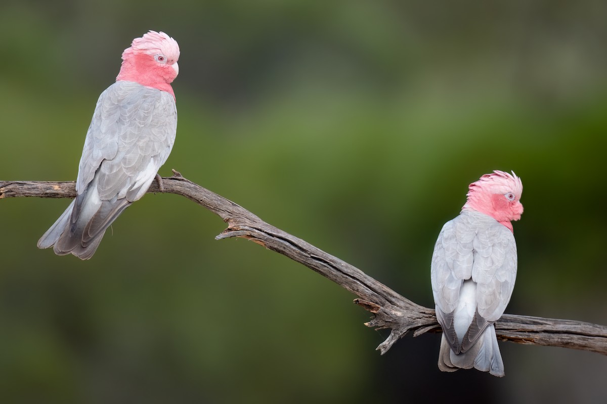 Galah - ML646195959
