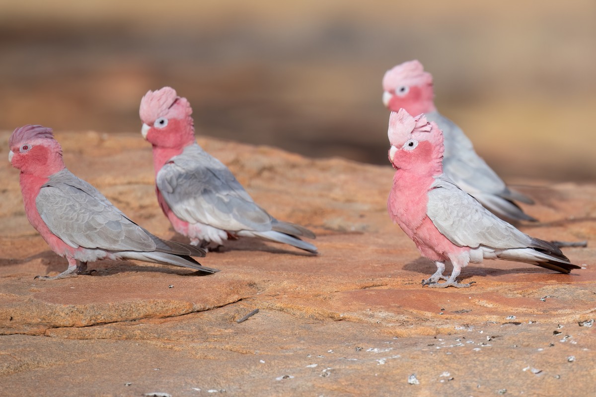 Galah - ML646195960