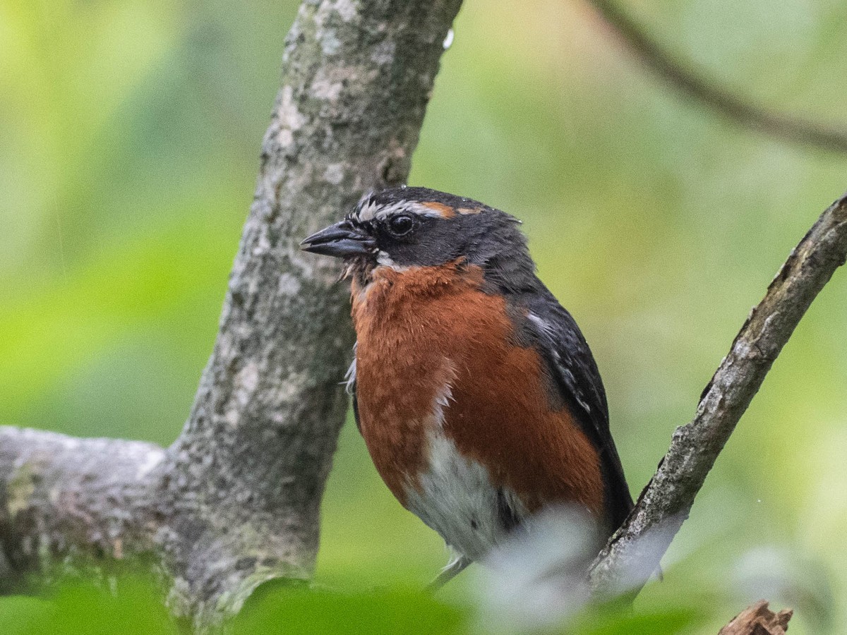 Black-and-rufous Warbling Finch - ML646195965