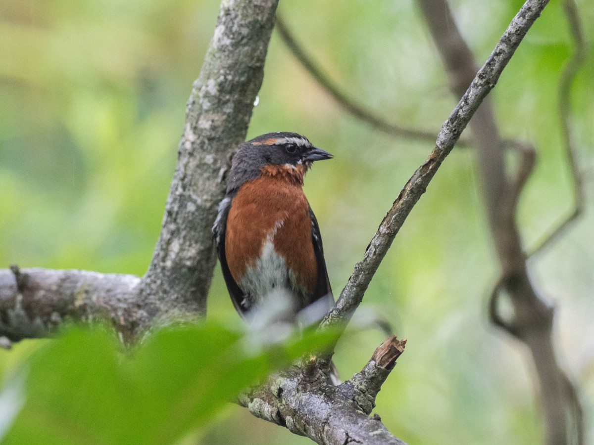 Black-and-rufous Warbling Finch - ML646195966