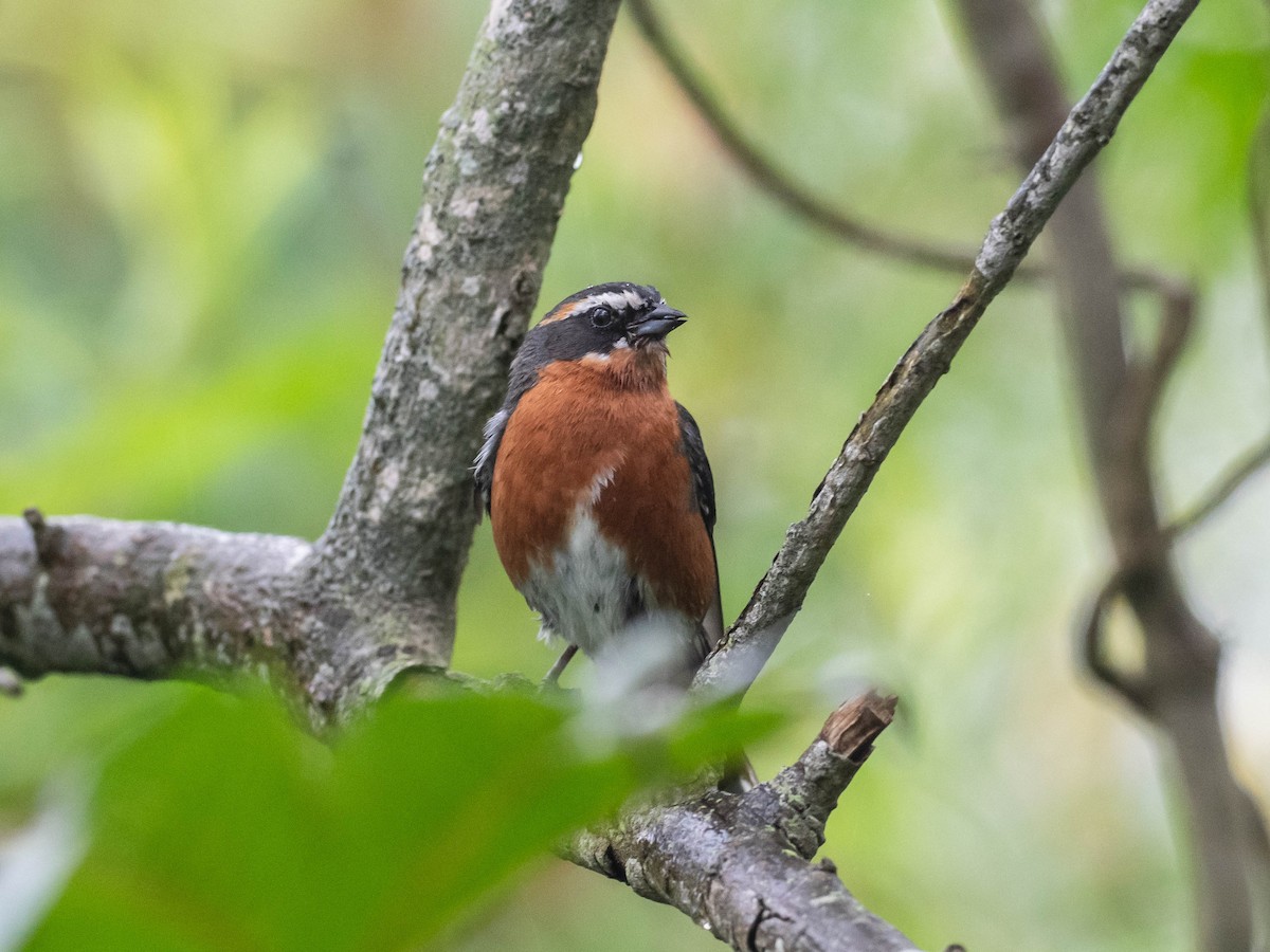 Black-and-rufous Warbling Finch - ML646195967