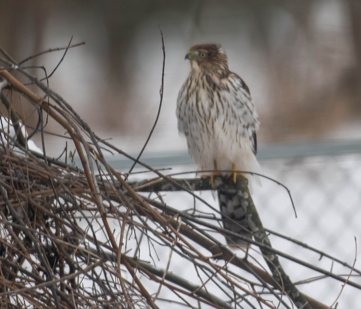Cooper's Hawk - ML646195973
