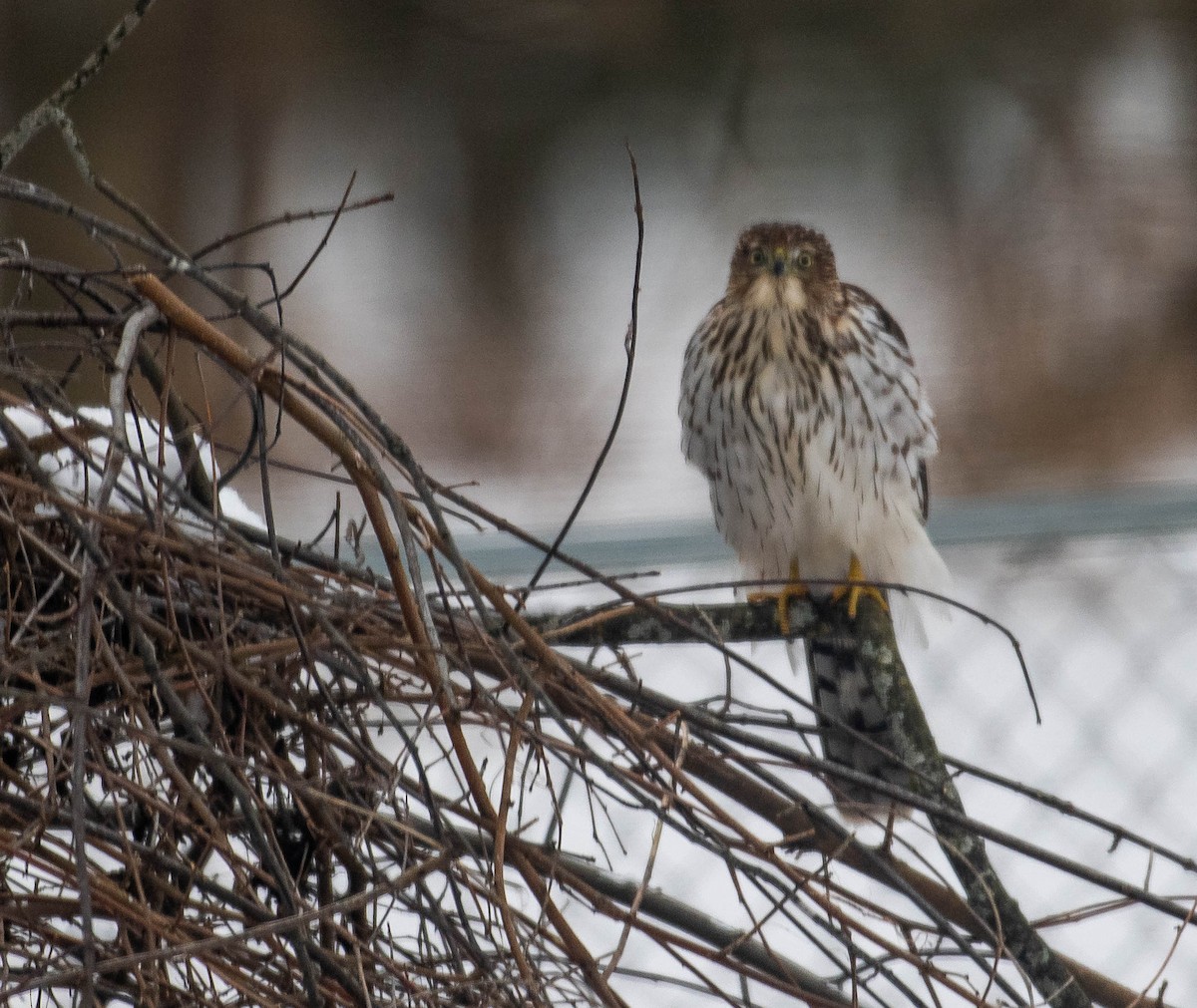 Cooper's Hawk - ML646195974