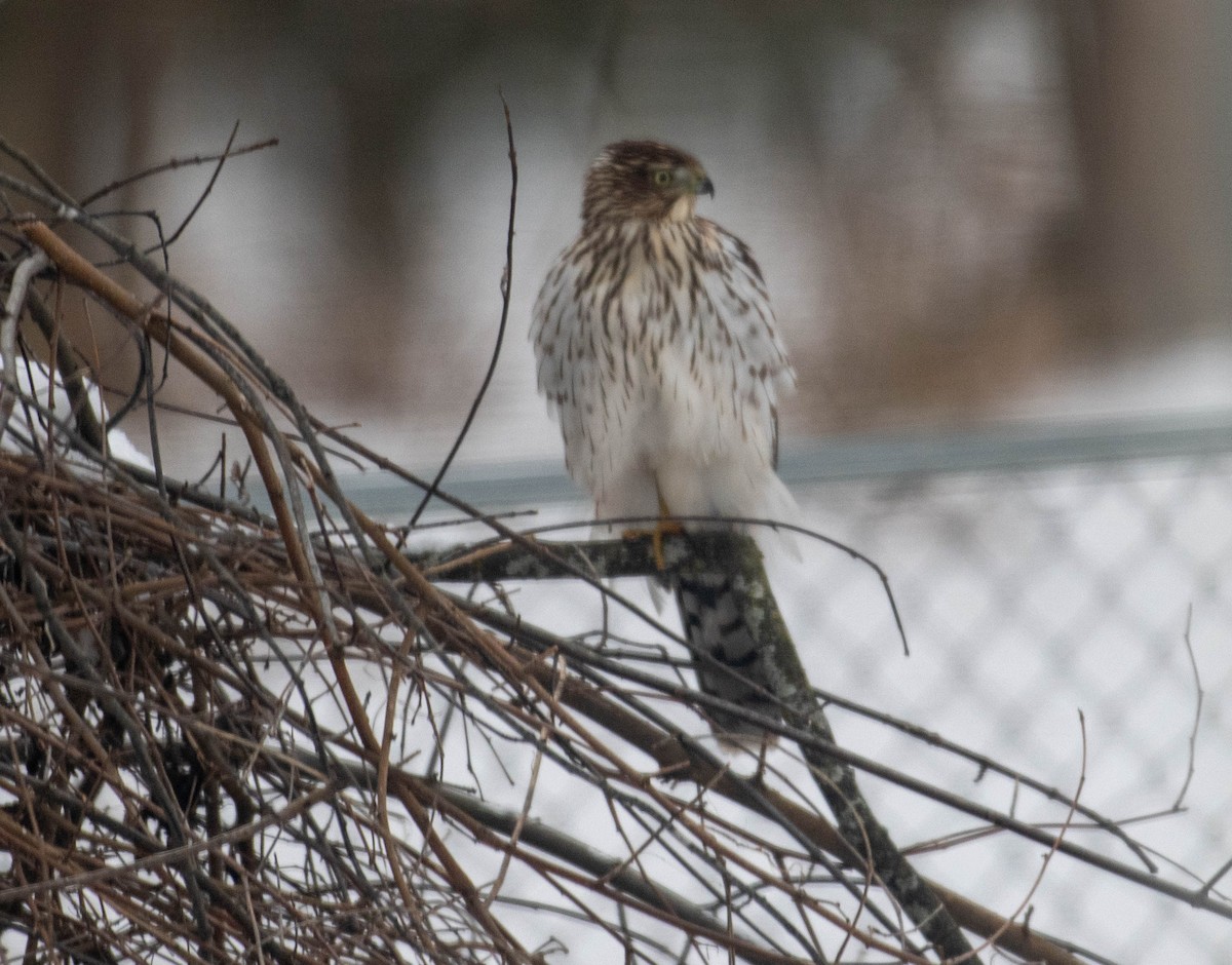Cooper's Hawk - ML646195975