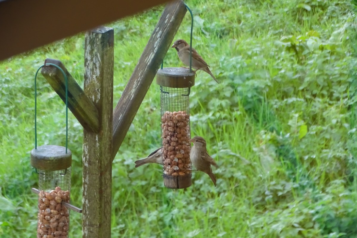 House Sparrow - ML646195992