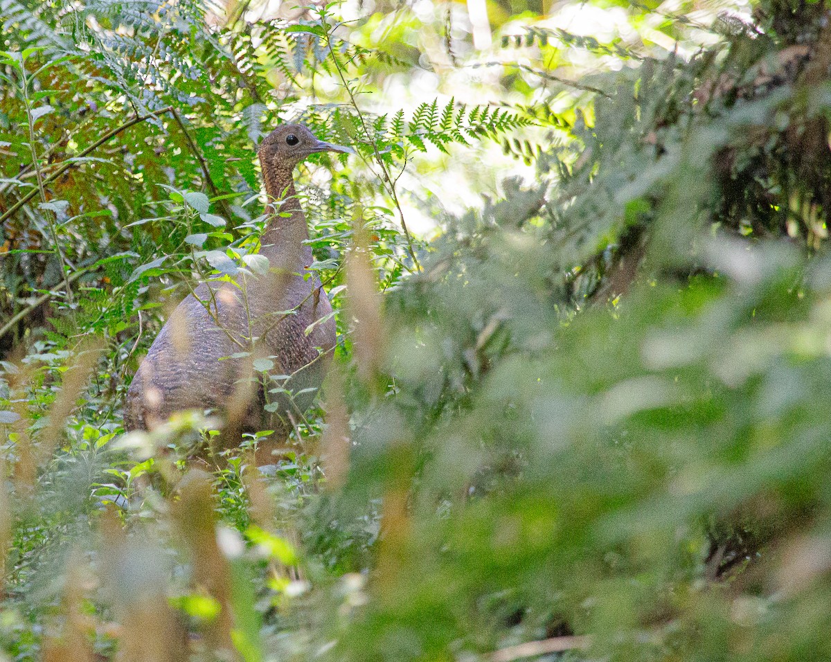 tinama samotářská - ML646195996