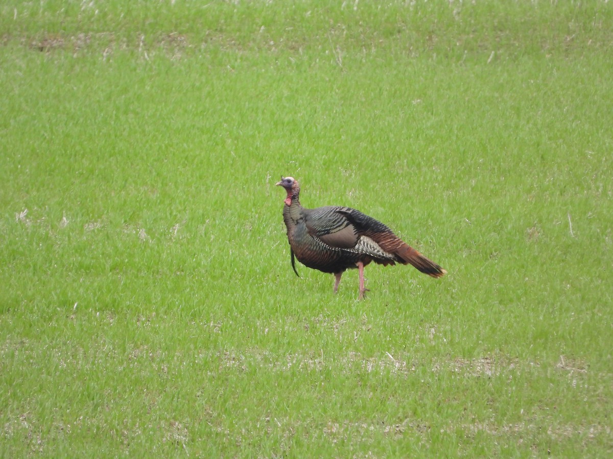 Wild Turkey - ML646195997