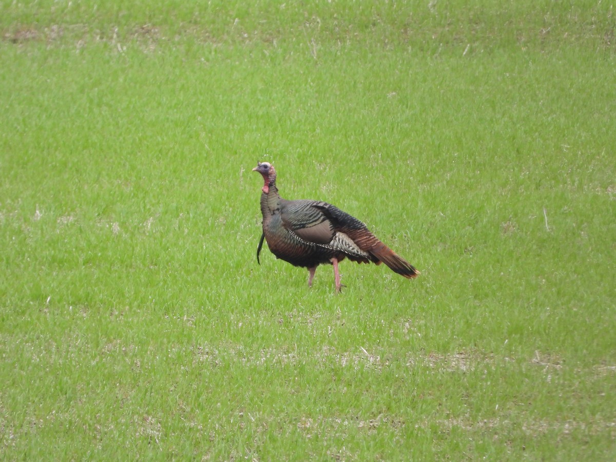 Wild Turkey - ML646195998
