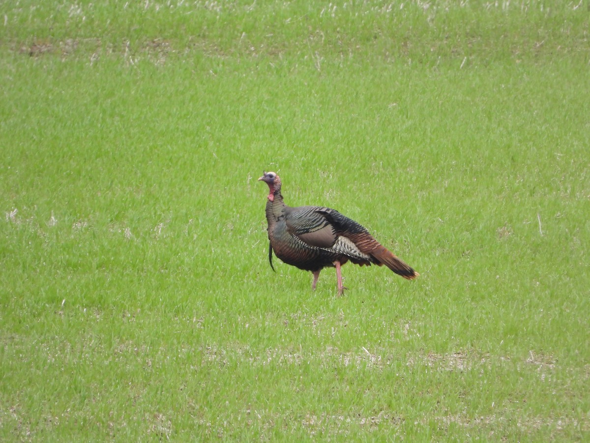 Wild Turkey - ML646195999