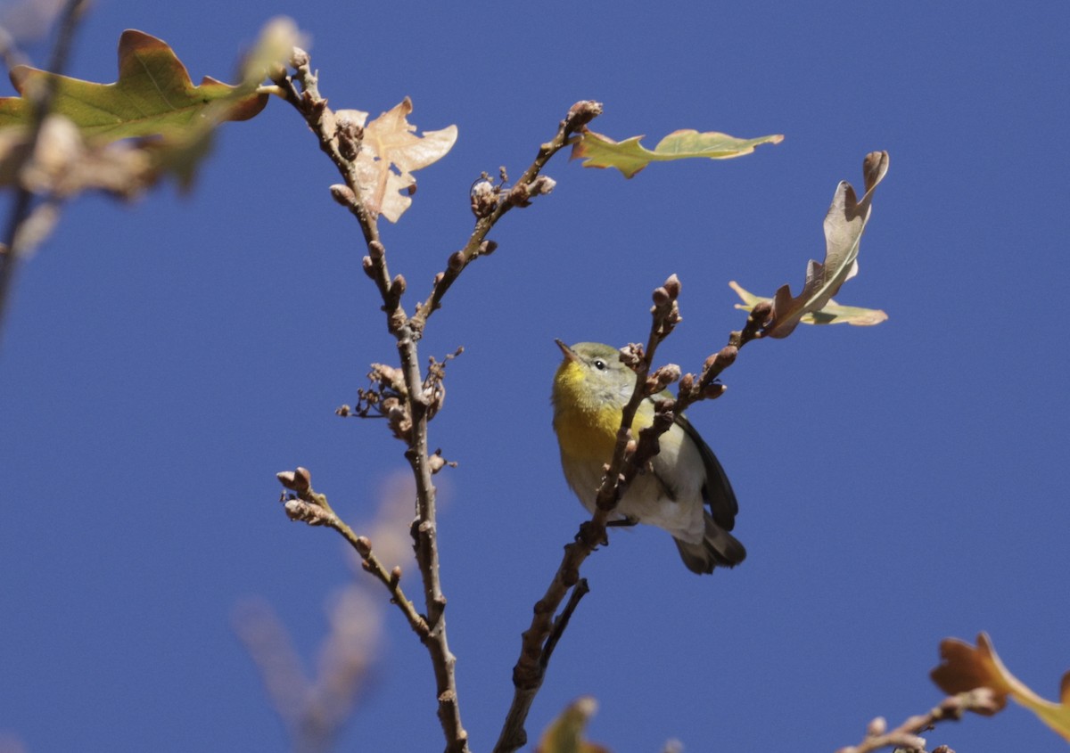 Очковая древесница - ML646196000