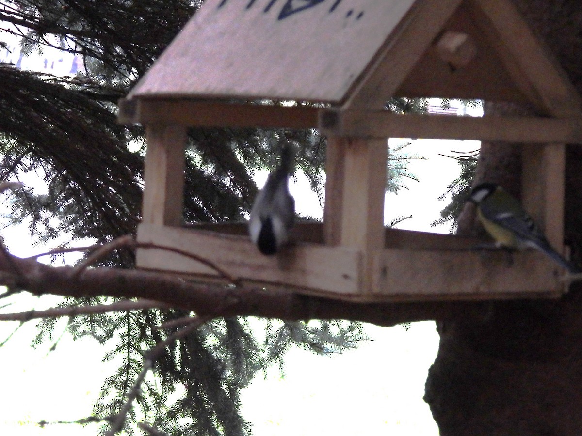 Great Tit - ML646196001