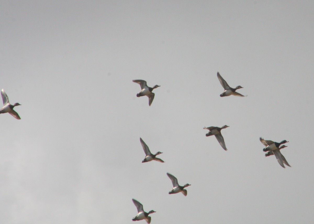 Ring-necked Duck - ML646196002