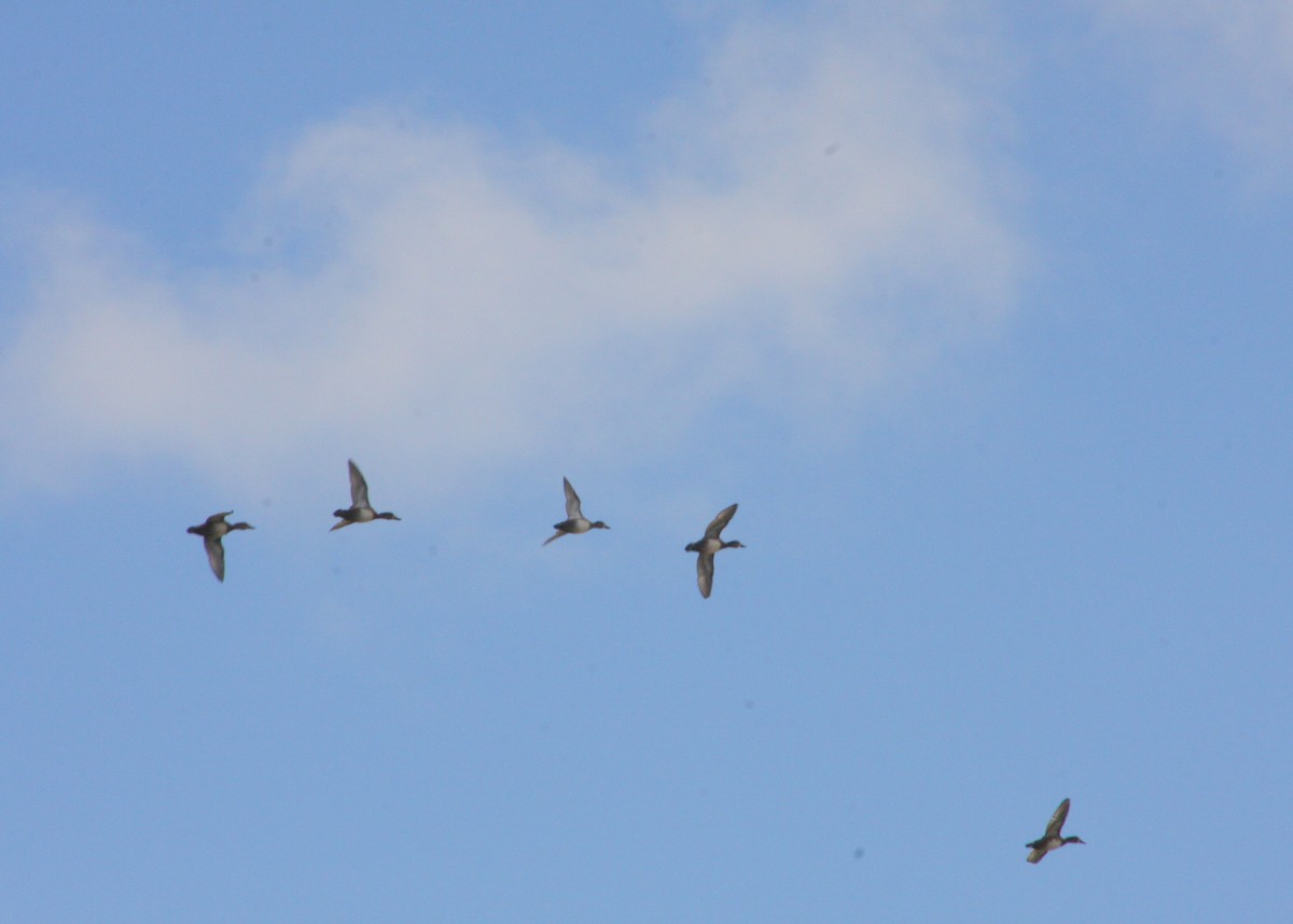 Ring-necked Duck - ML646196003