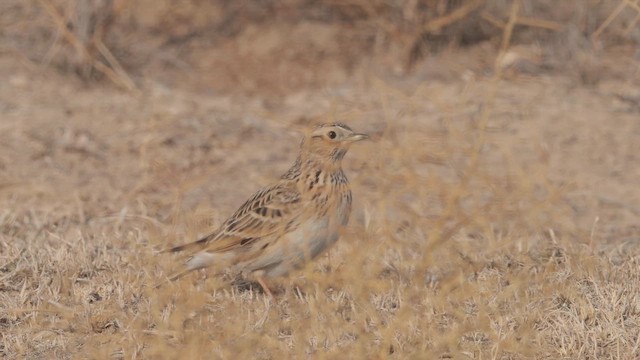 Полевой жаворонок - ML646196006
