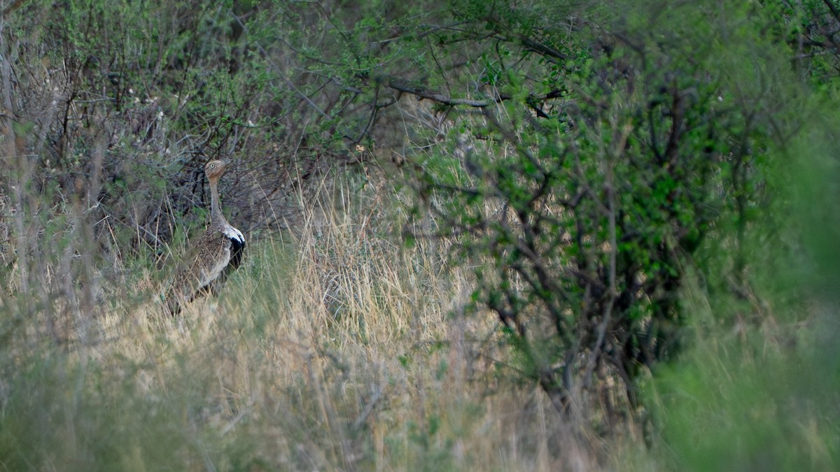 Outarde d'Oustalet - ML646196008