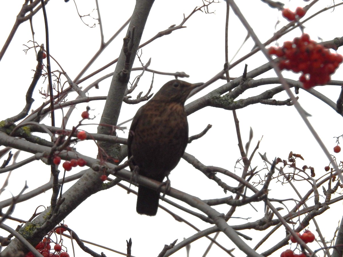 Eurasian Blackbird - ML646196011