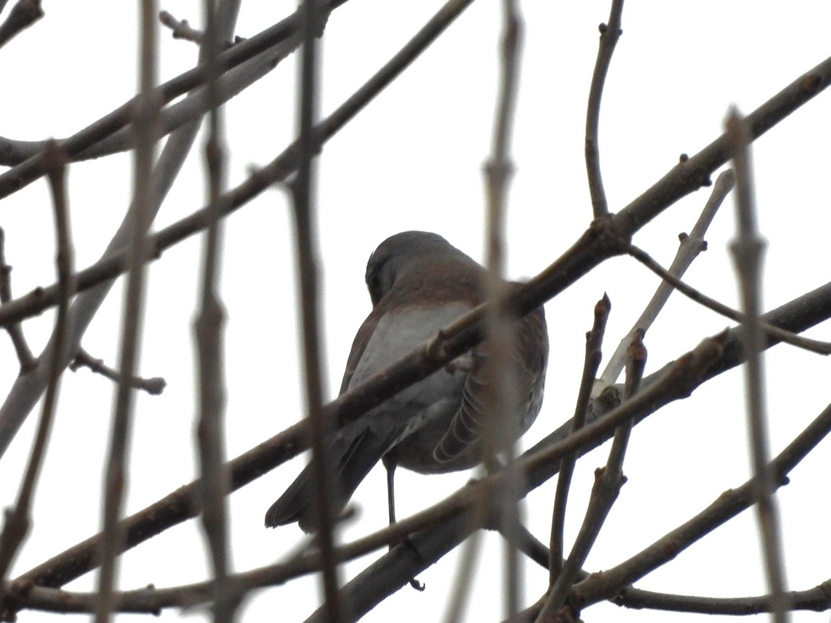 Fieldfare - ML646196015