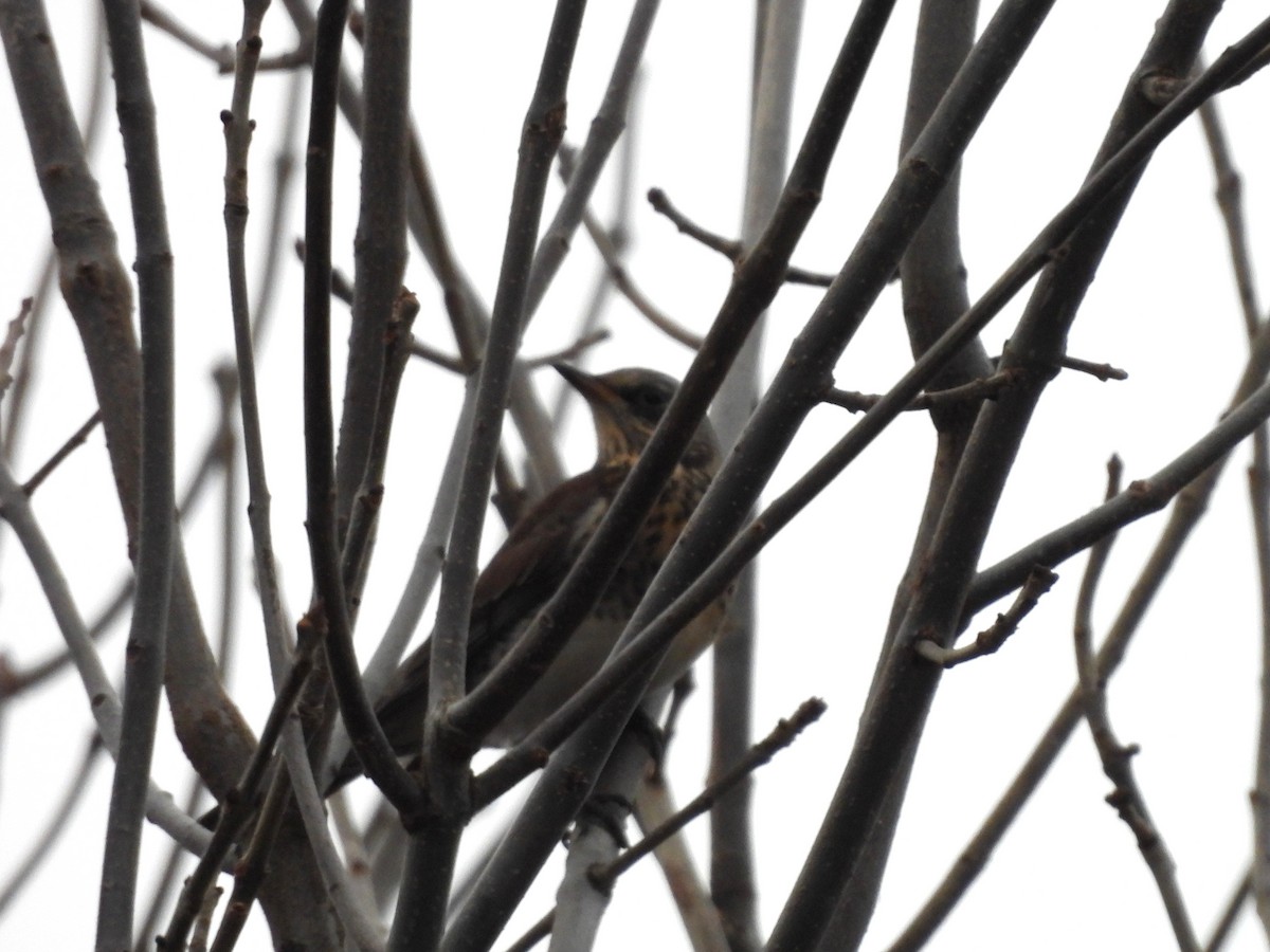 Fieldfare - ML646196016