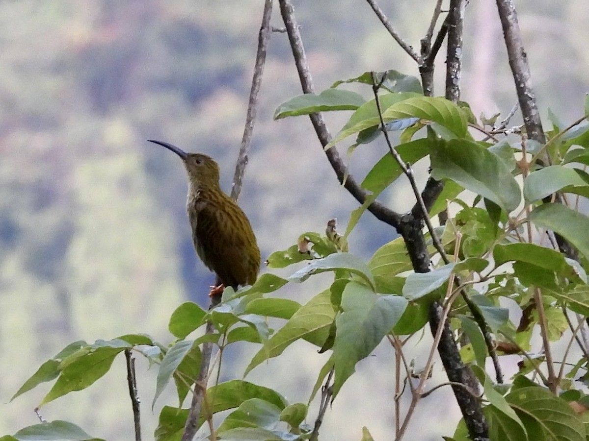 Streaked Spiderhunter - ML646196019