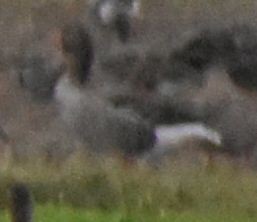 husa velká - ML646196030