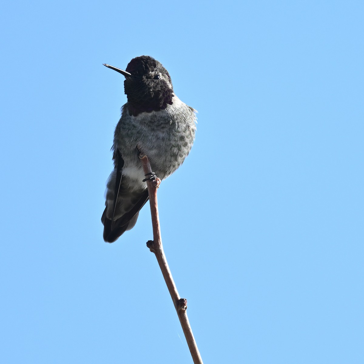 Anna's Hummingbird - ML646196032
