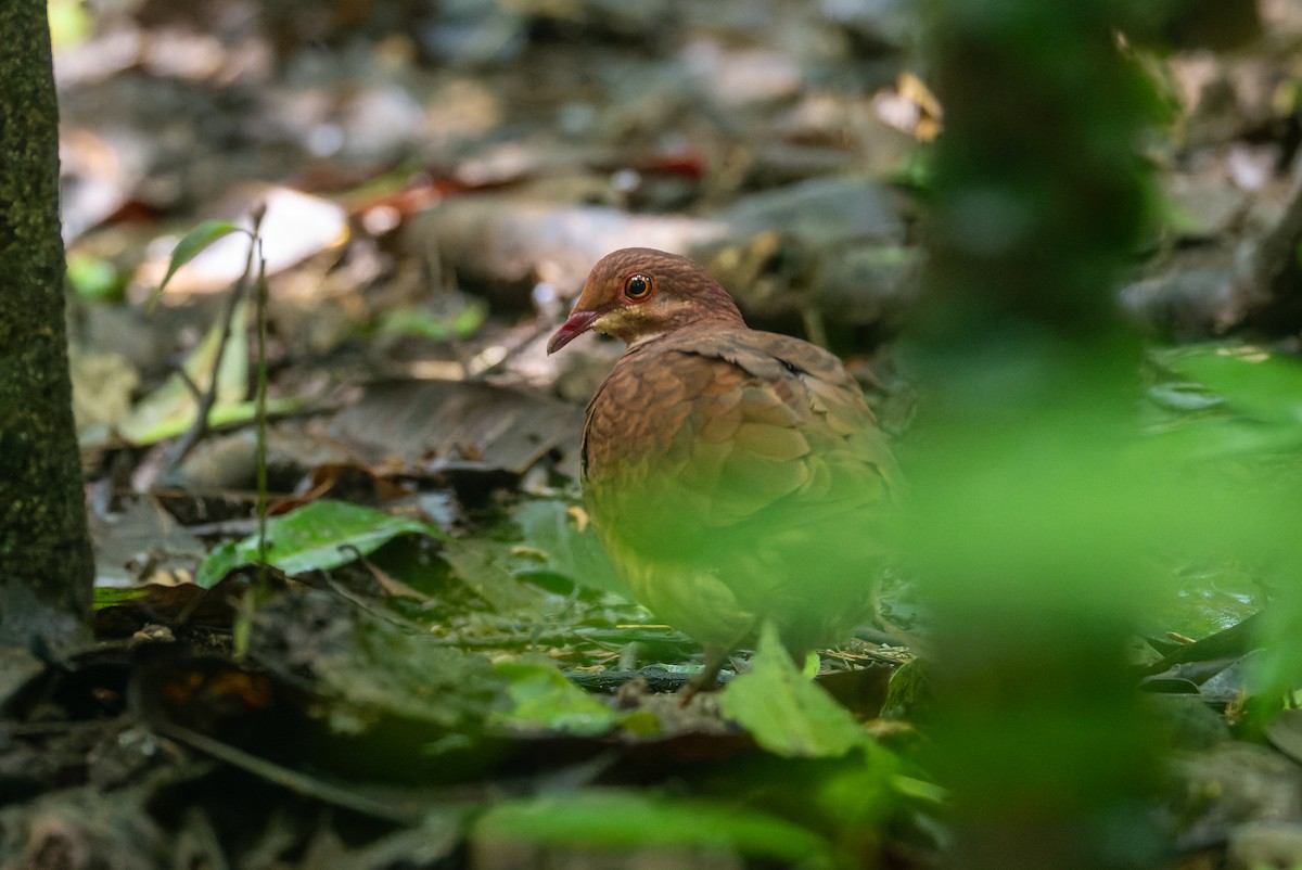 Ruddy Quail-Dove - ML646196033