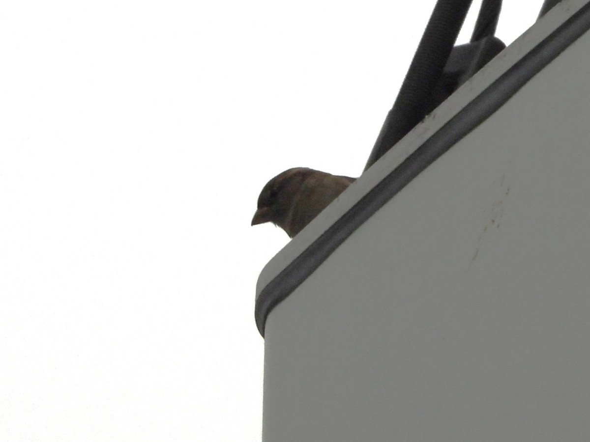 House Sparrow - ML646196034