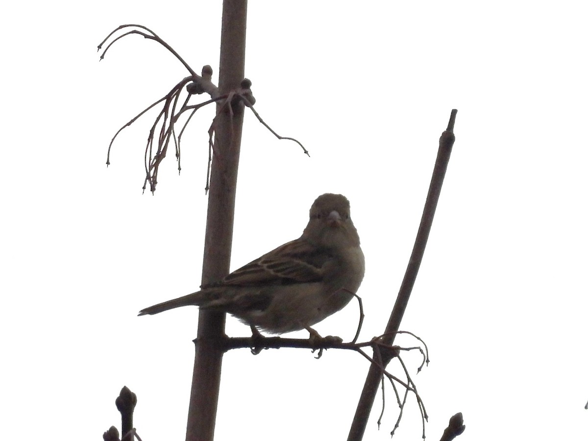 House Sparrow - ML646196035