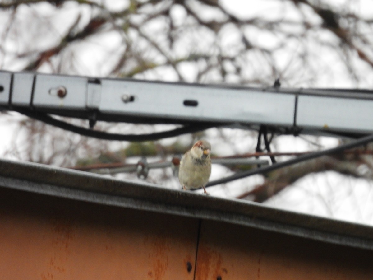 House Sparrow - ML646196036