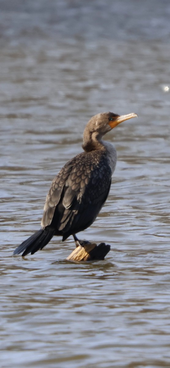 Double-crested Cormorant - ML646196037