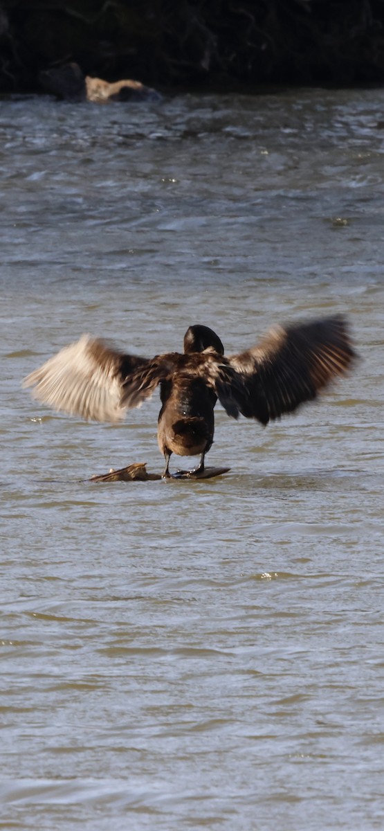 Double-crested Cormorant - ML646196038