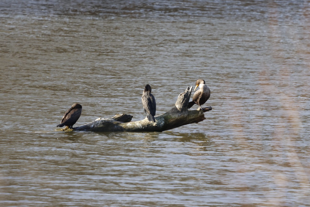 Double-crested Cormorant - ML646196039