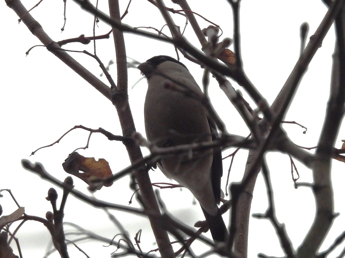 Eurasian Bullfinch - ML646196062