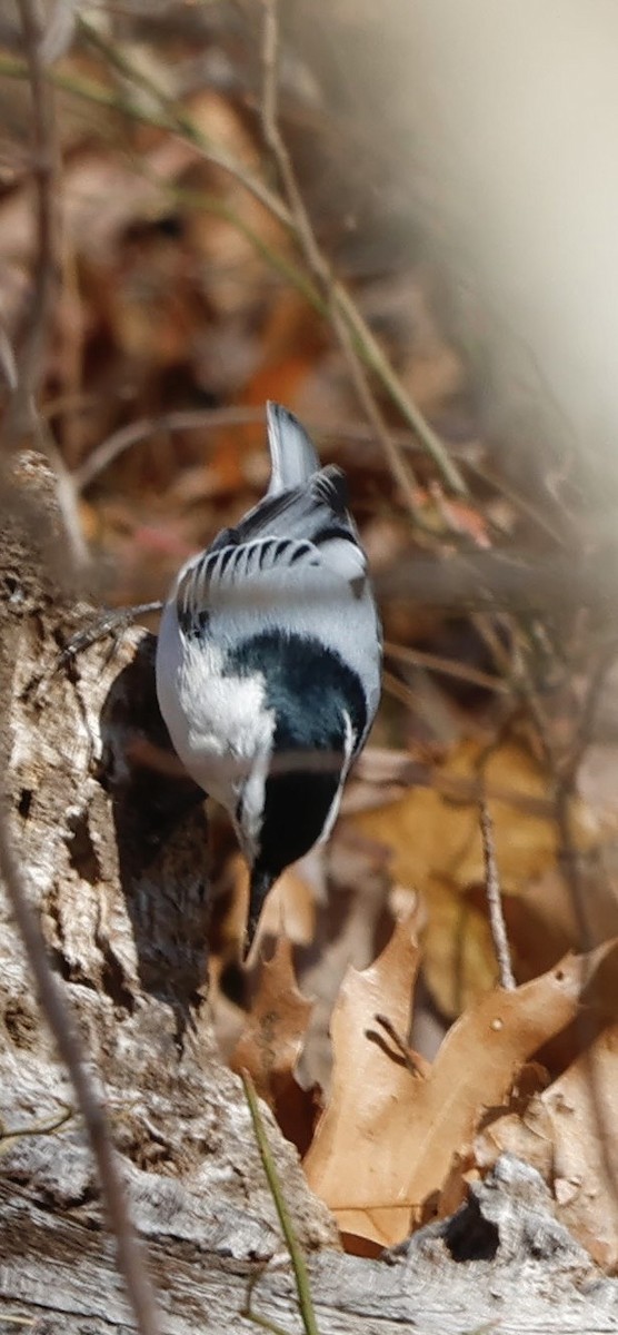 White-breasted Nuthatch - ML646196064