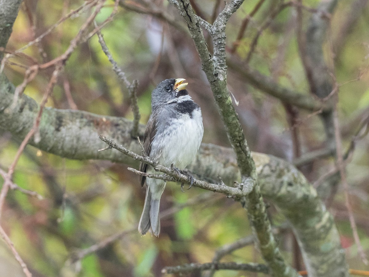 Double-collared Seedeater - ML646196067