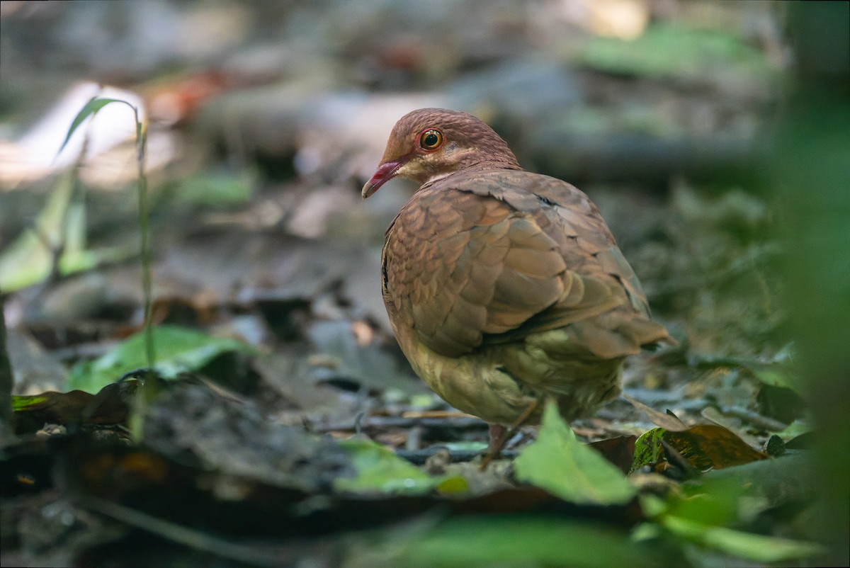 Ruddy Quail-Dove - ML646196069